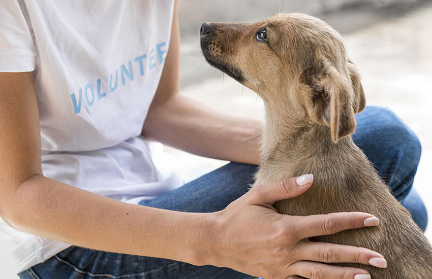 Creative fundraising ideas for animal shelters