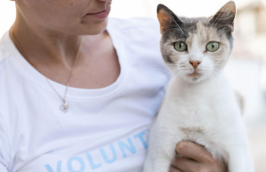 Exploring the inner workings of animal shelters